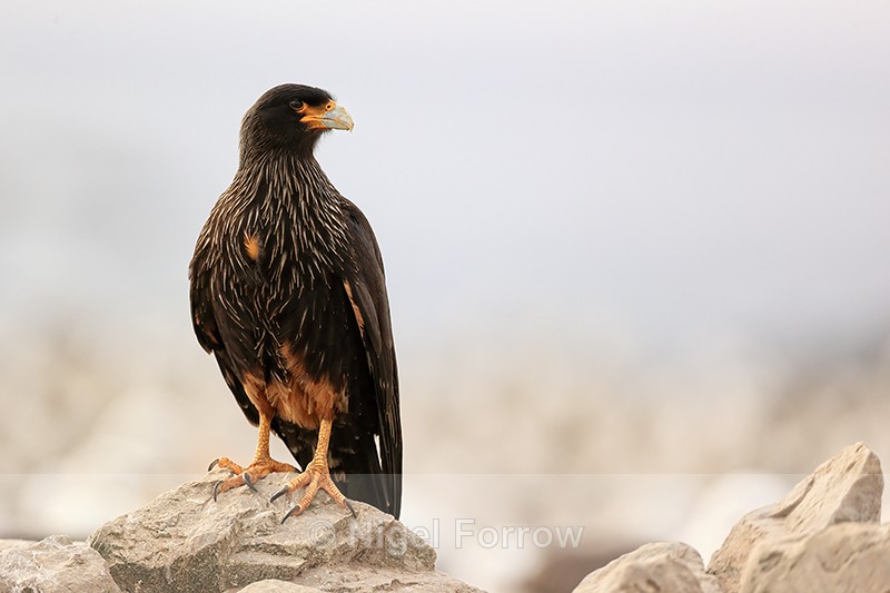Striated Caracara perched, Steeple Jason, Falklands - Striated Caracara