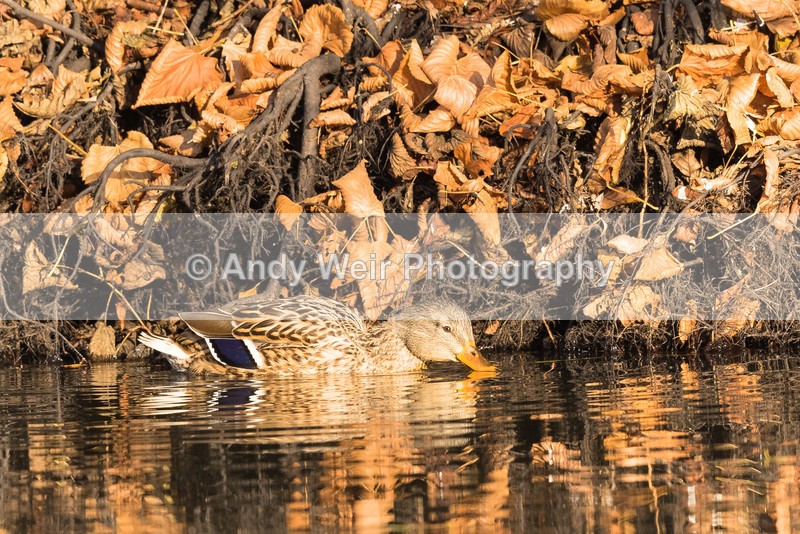 20161129-8E0A3072 - Mallard