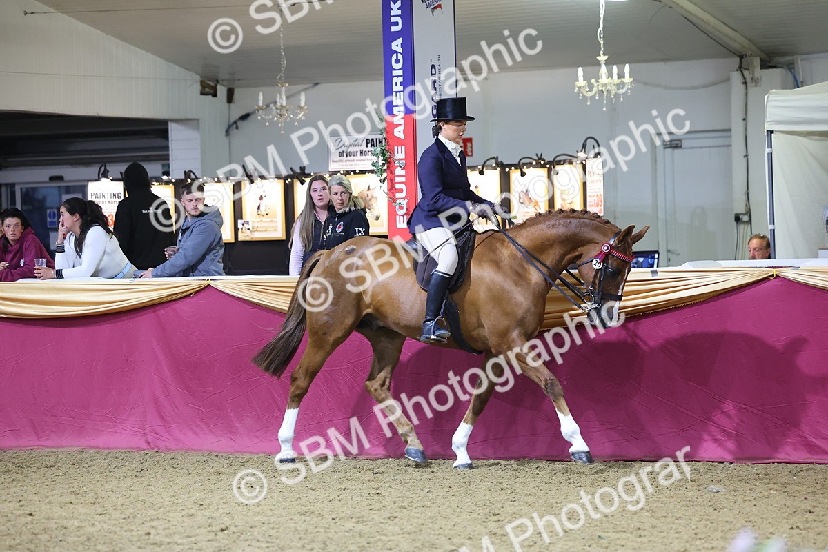 0B8A4490 - Class O Ridden Show Horse Champ