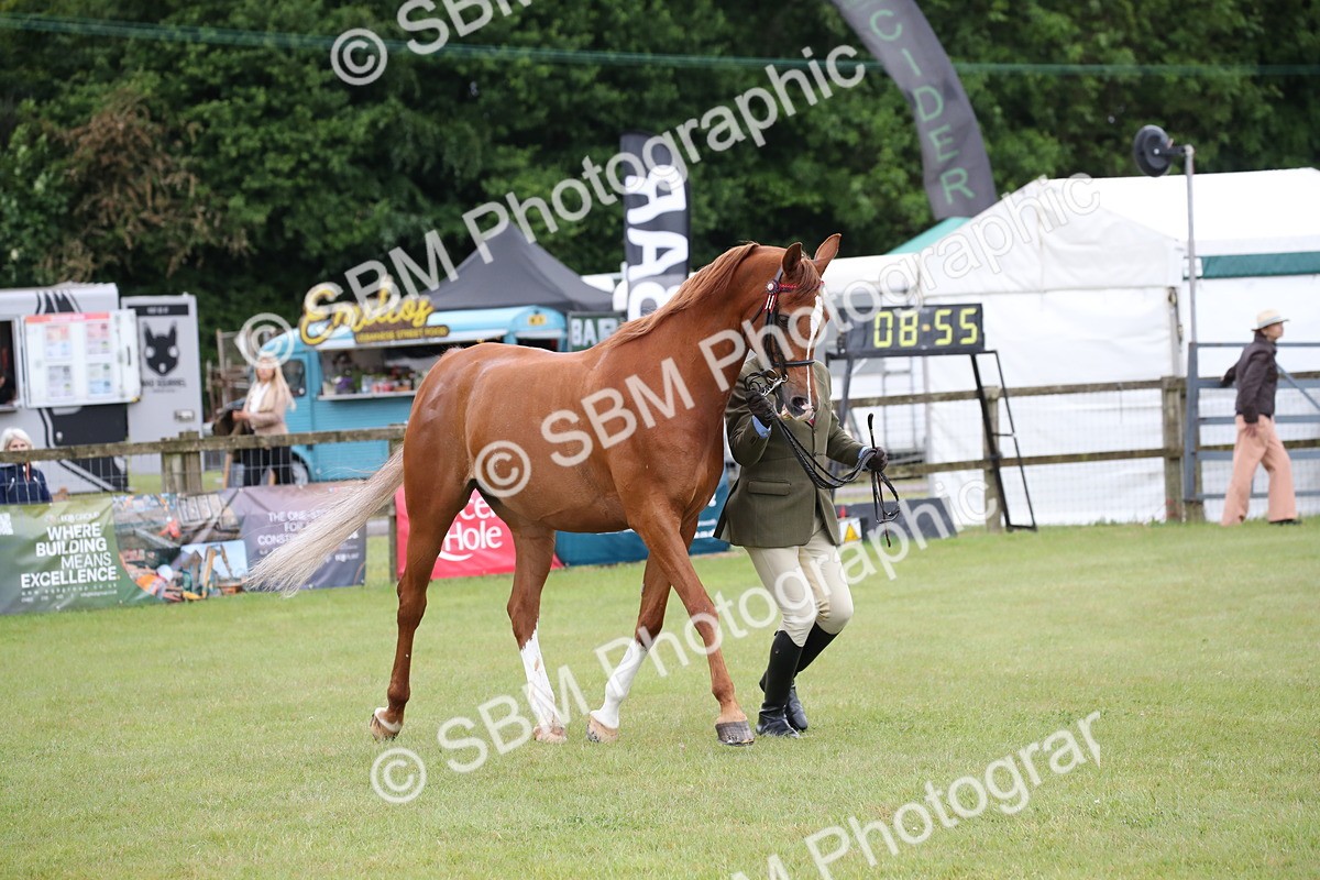 SBM_03640 - Class 21 - 22 - Ridden Arab and Part Bred/Anglo Arab