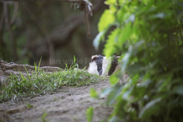  - Wildlife, Mammal Photography, Great Britain