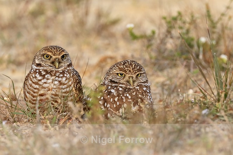 Burrowing Owls at burrow entrance, Cape Coral, Florida - Burrowing Owl