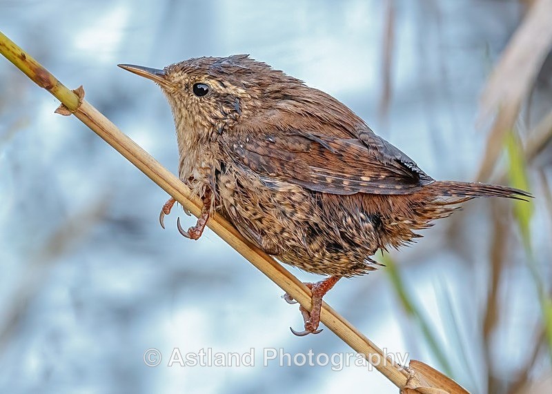 Astland Photography, Bird and Wildlife Images, Susan and Peter Wilson, U.K.