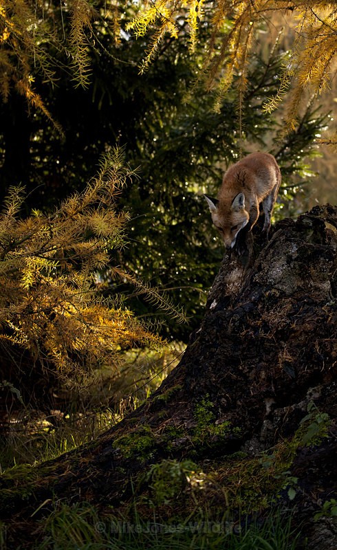 RED FOX 31 - THE RED FOX PORTFOLIO No 1