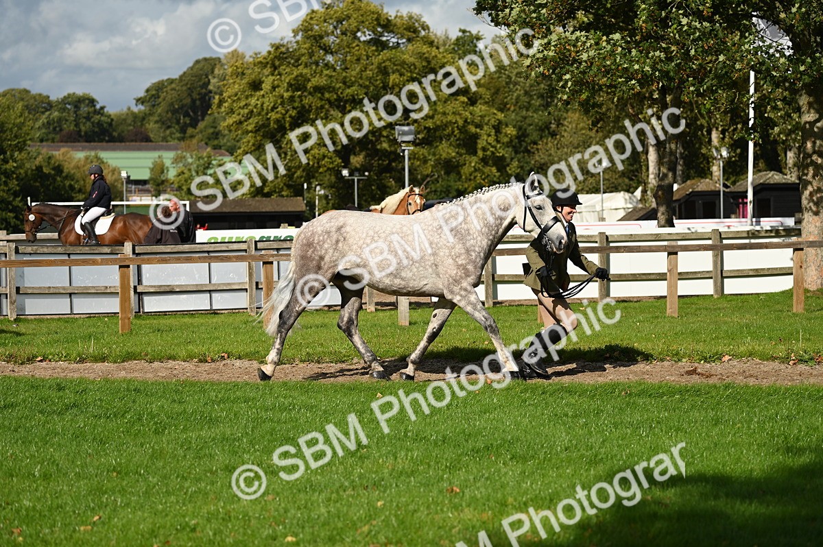 SBM_24977 - S5 - Novice & Newcomer In hand