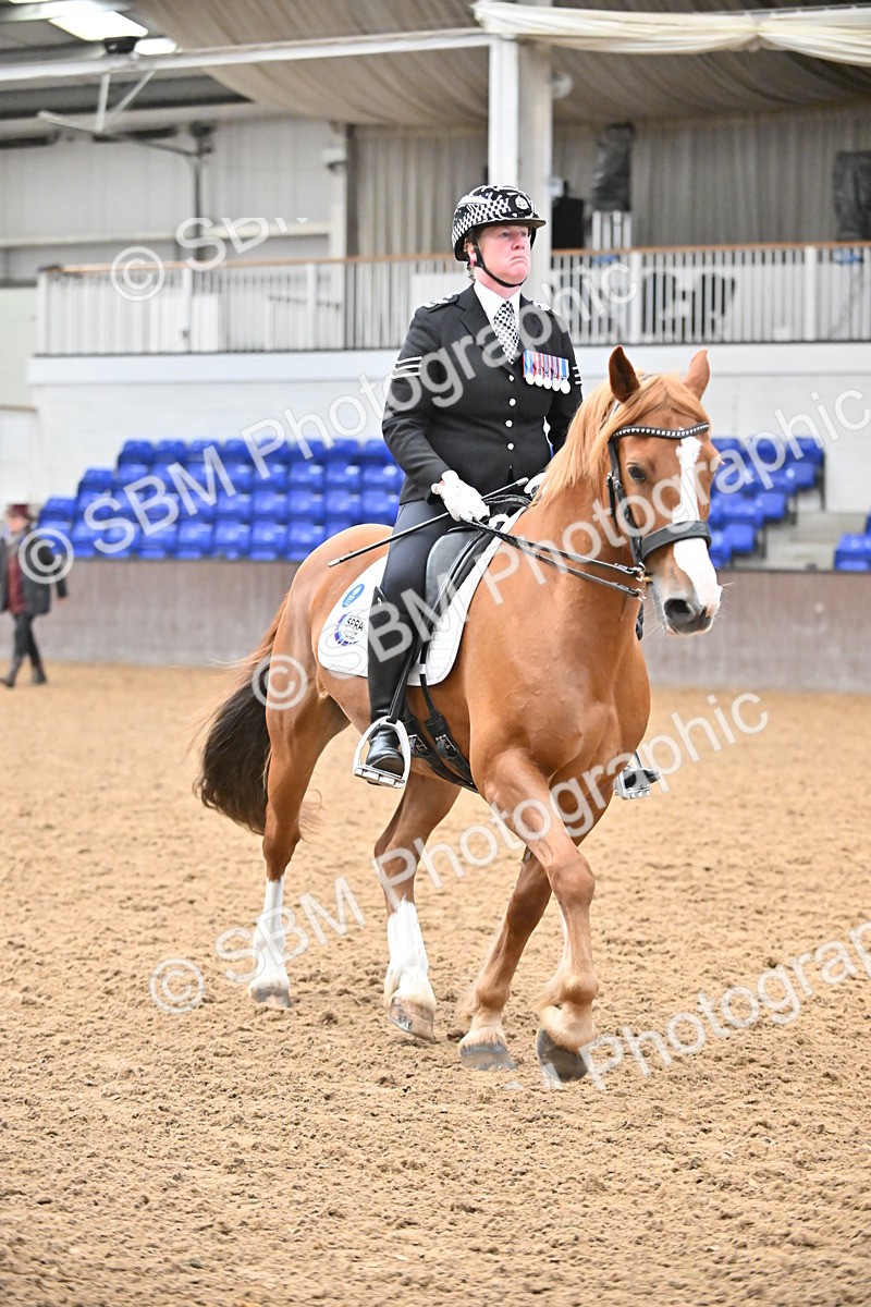 SBM_001467 - Class 19,20 - Ridden Native, Foreign Breeds & Warmbloods