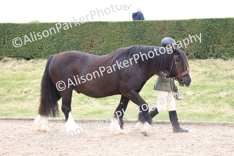 20250524-0954 - Class 9 - Cob and Hunter