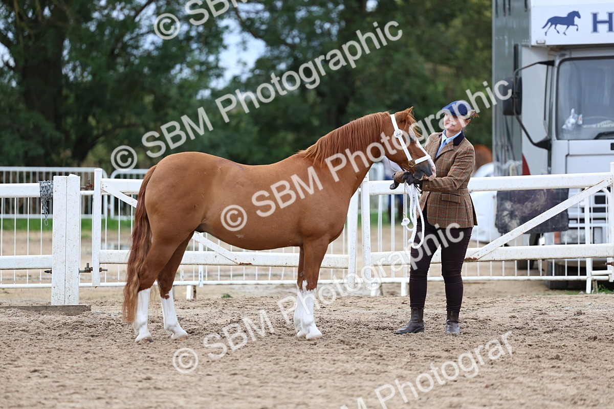 SBM_05906 - Class 29 - IH Veteran Pony