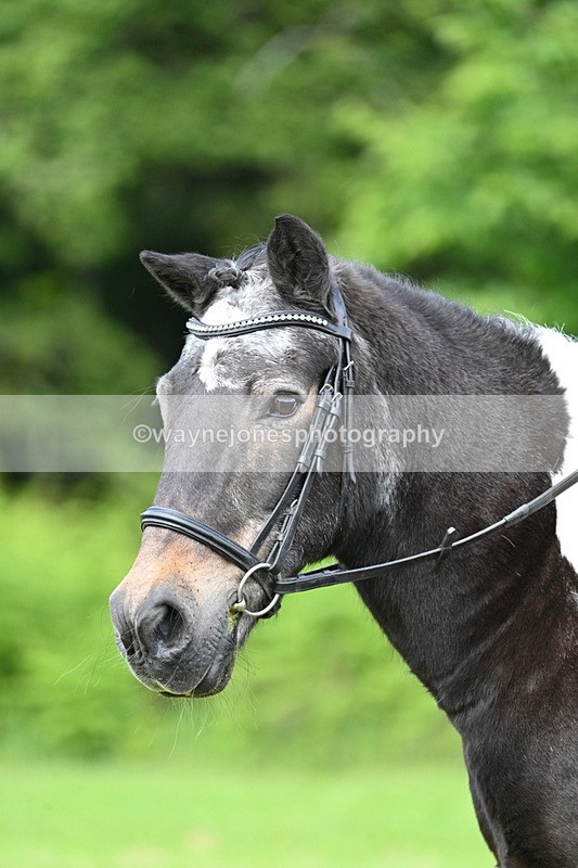 WJ7_1659 - Class 11 Condition & Turnout