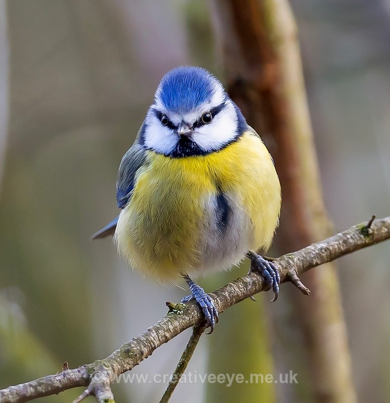 No 0090. Blue tit - Animal world