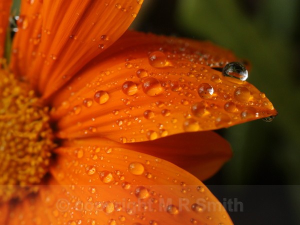Macro Gazania After Rain - MACRO & CLOSE UPS 2