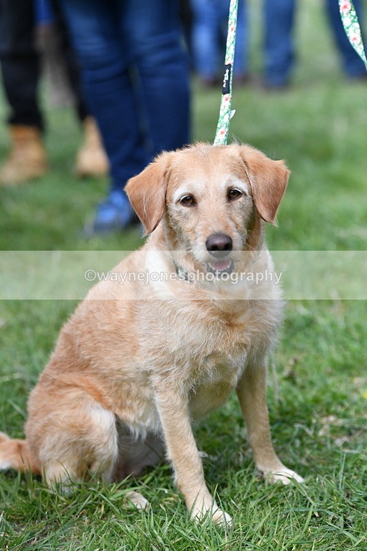 WJ5_9288 - Class 1 Best Cross Breed / Heniz 57