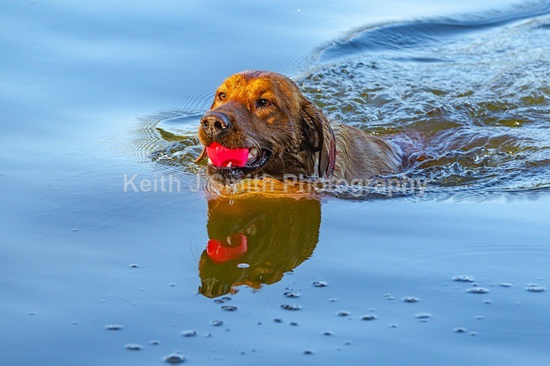 2KJS6203 - Dogs in Abington Park