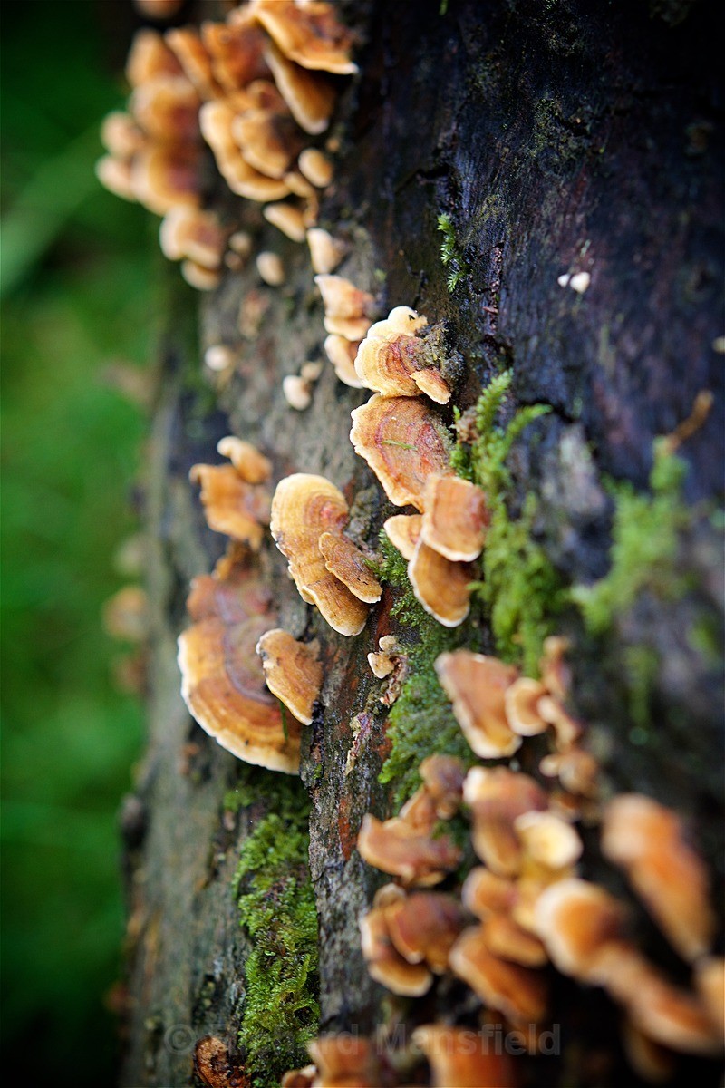  - Funghi
