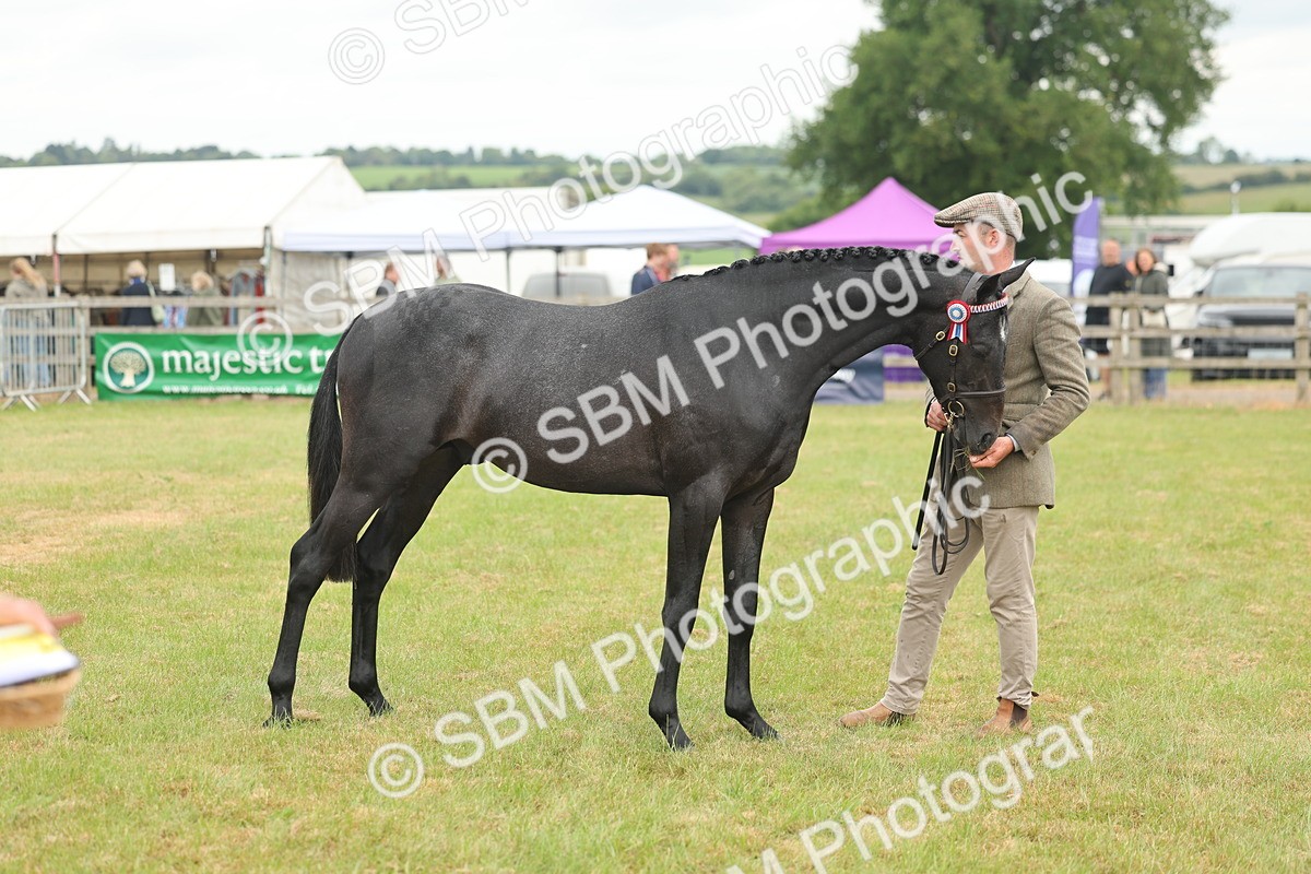 SBM_05478 - Class 68-73 - Riding Pony Breeding