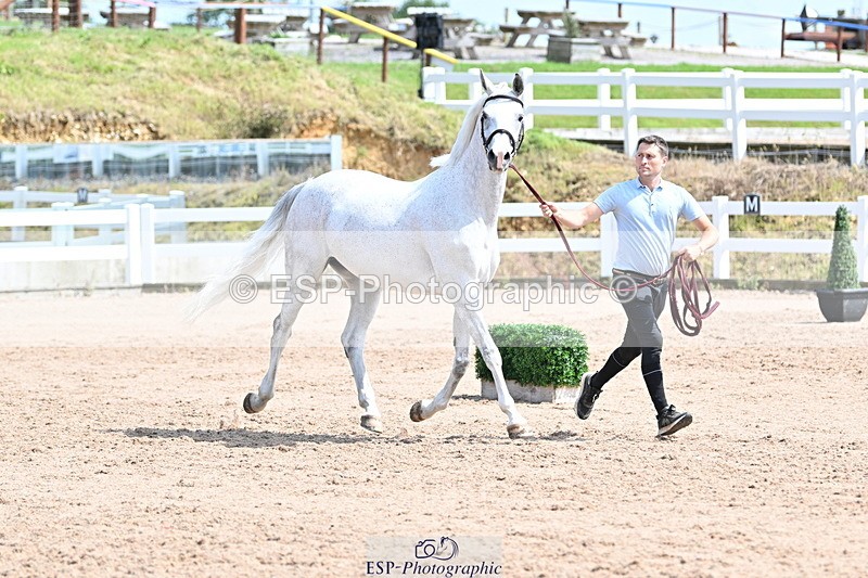 240717A-151755-02729 - Trot Up 3pm to 4pm