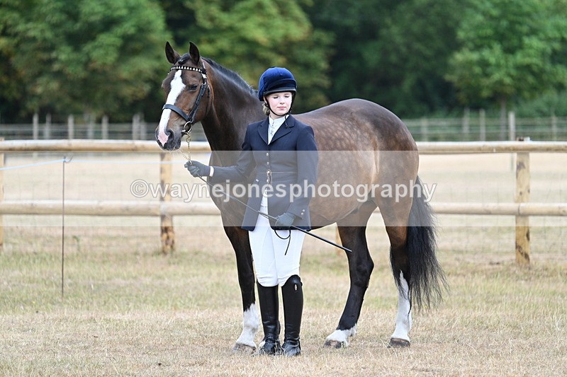 WJ7_0072 - Class 5a Most Handsome Gelding (above 14.2hh)