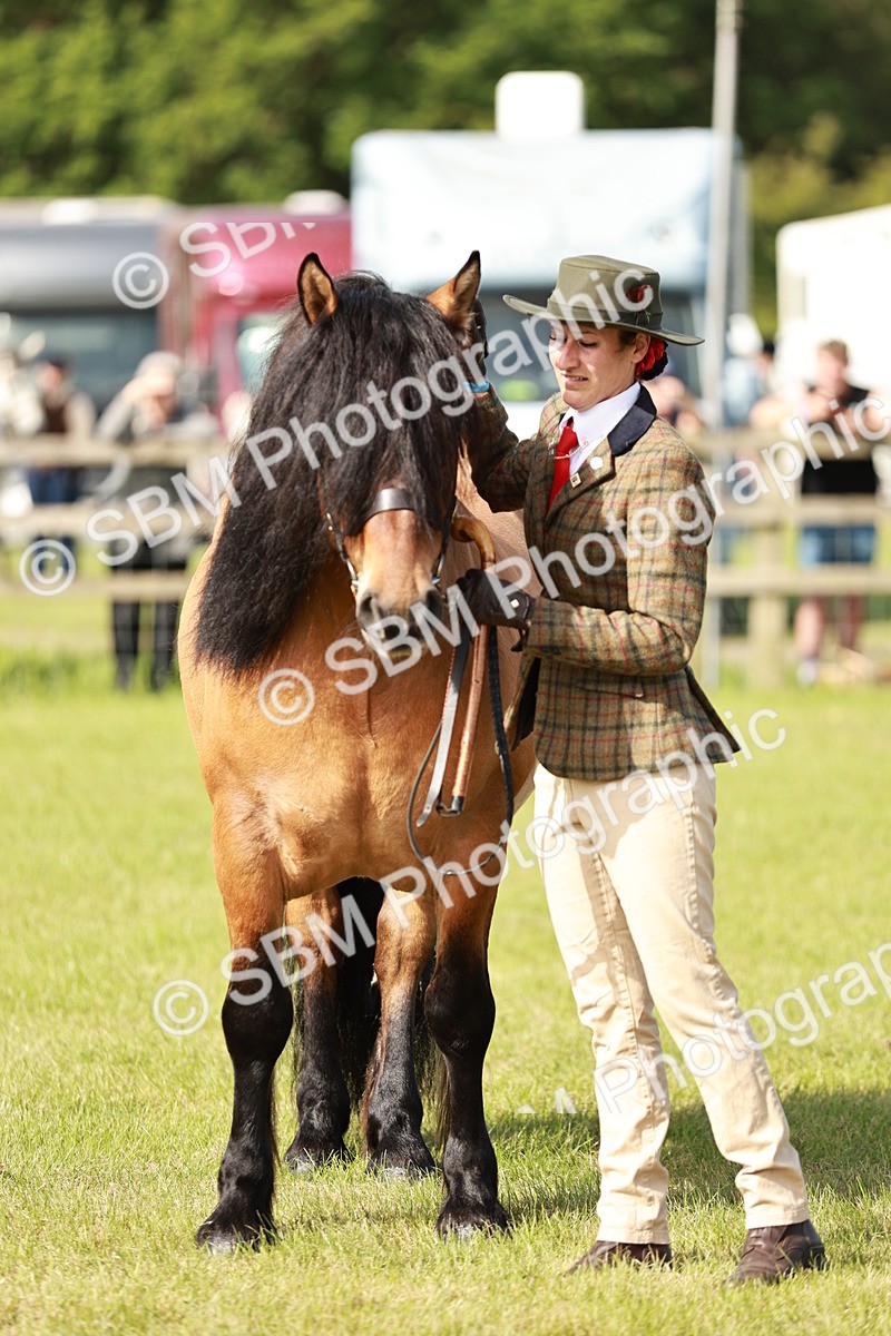 SBM_00817 - Class 14-23 - Mountain & Moorland In Hand Non Welsh