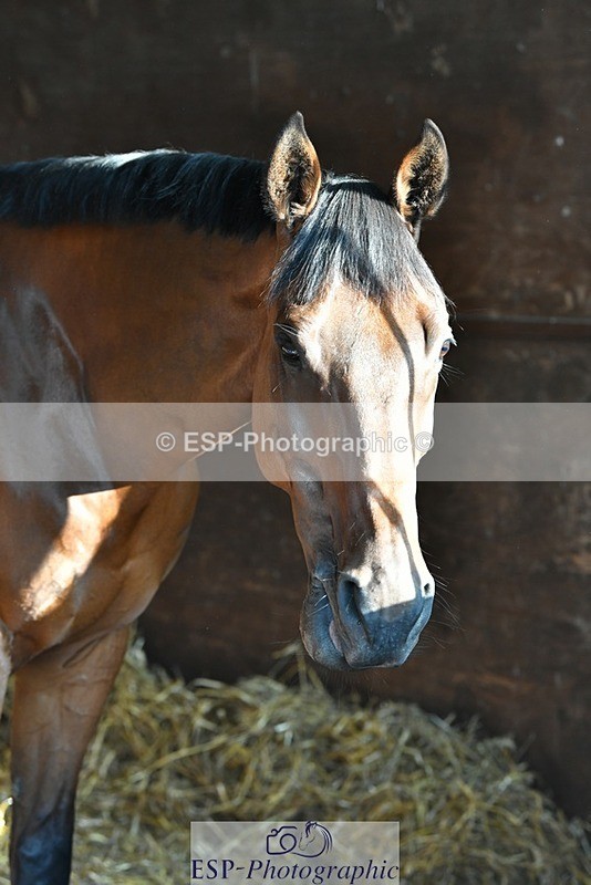 230817-082843-02393 - Stable Shots