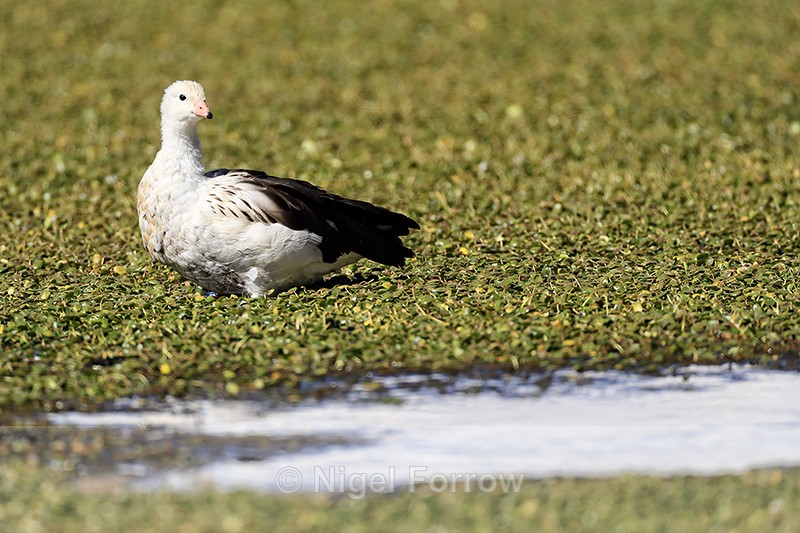 Andean Goose, Rio Putana, Machuca, Chile - Andean Goose