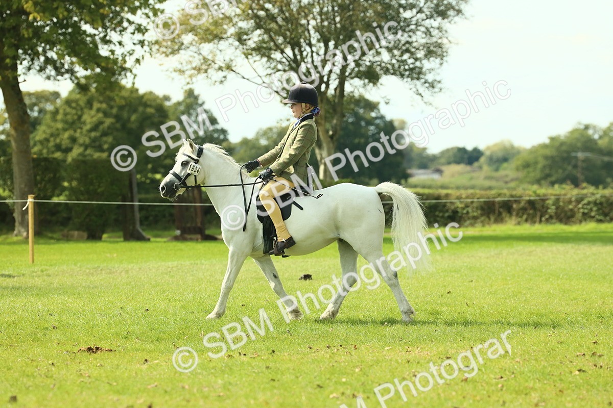 SBM_66487 - S34 - Rehabilitated Rescue Horse & Pony In Hand & Ridden