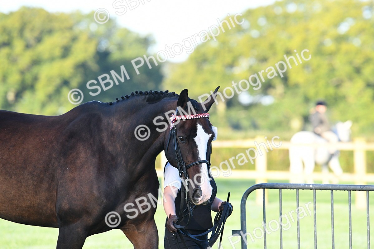 SBM_32451 - S15 - Condition & Turnout In Hand