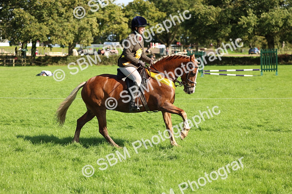 SBM_45470 - S33 - Working Hunter Pony