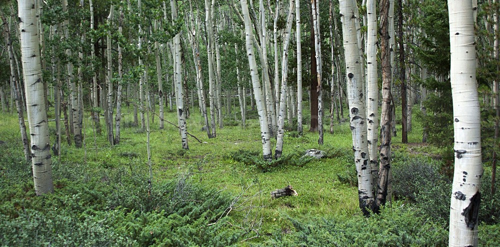 DSC_0151 - Colorado