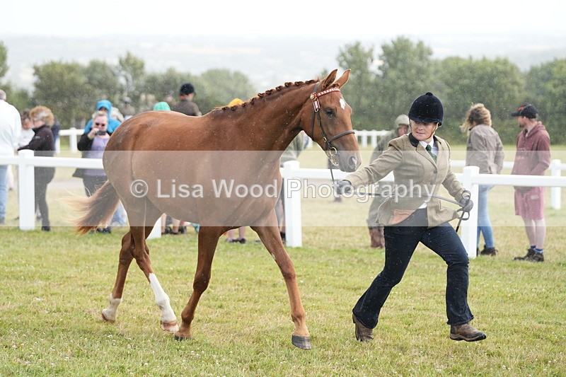 DSC06203 - Class 54: Hunter/Riding Horse/Hack 1 & 2 yr olds