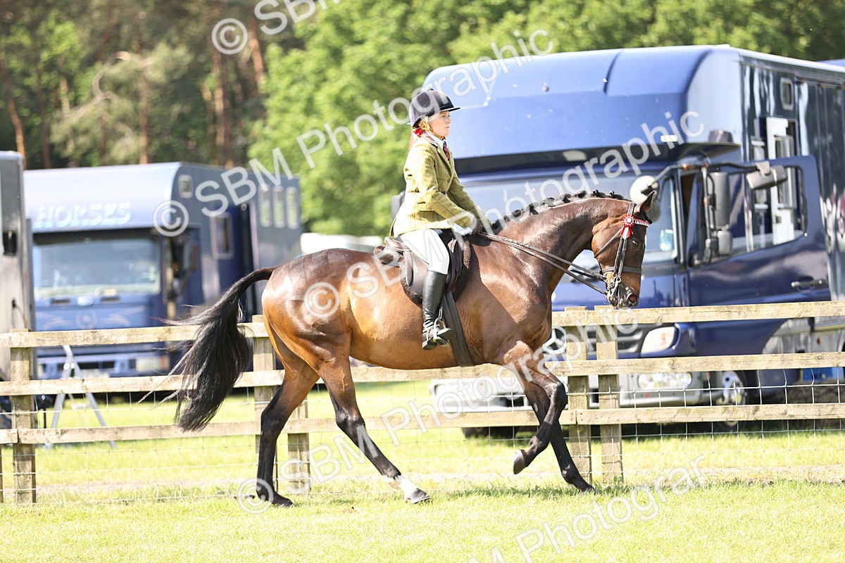 SBM_12991 - Class 75-76 LIHS BSHA Rising Star Hack Riding Horse
