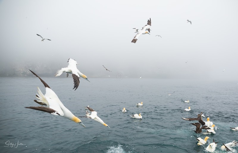 Gannets Diving 2