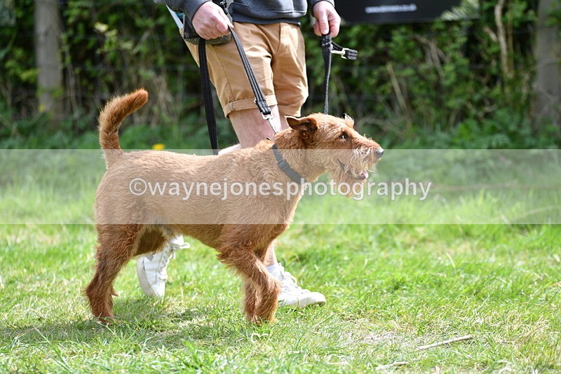 WJ5_9644 - Class 3 Most Handsome Dog