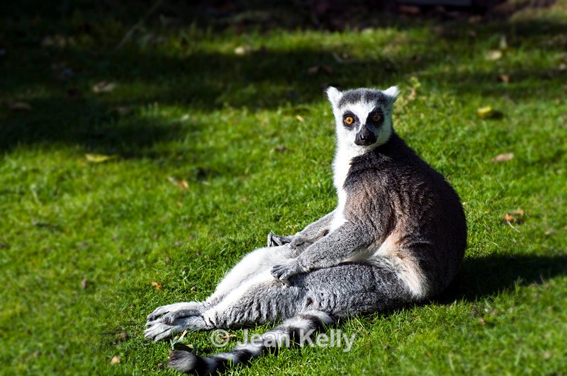 Ring-tailed Lemur - 0593 - Lemurs