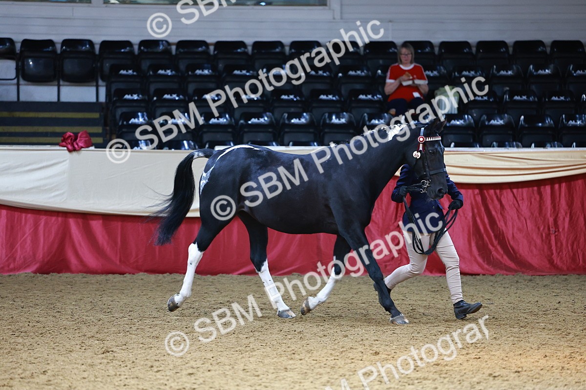 SBM_23133 - Class 903 - Supreme Final - IH Pre Vet