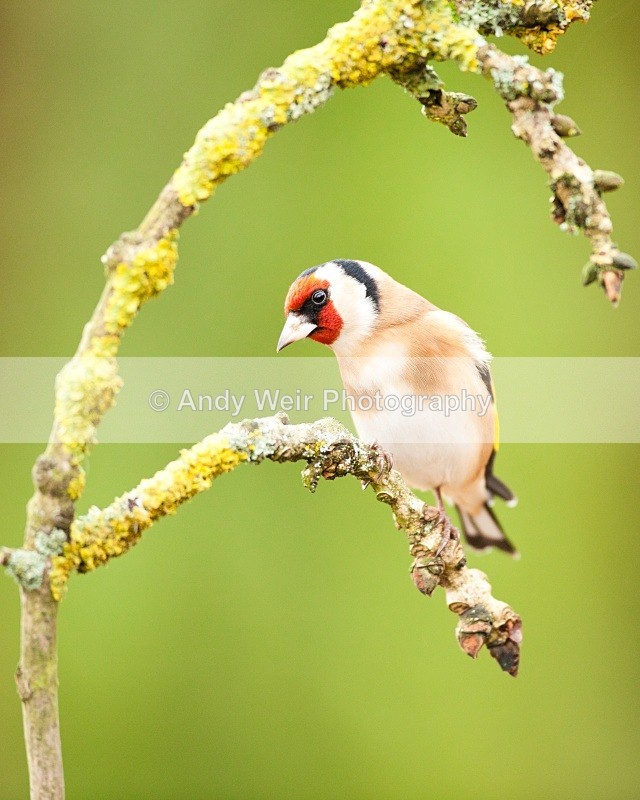 20110123-IMG_0477 - Goldfinch