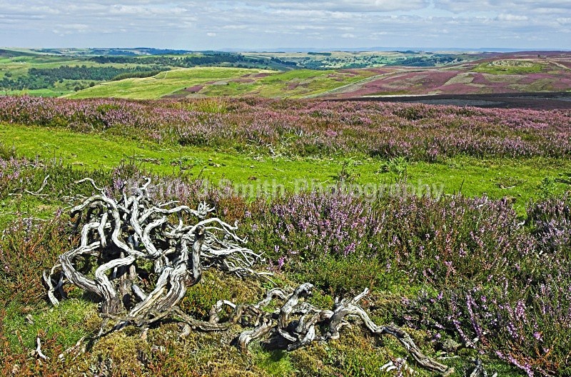 KJS_94852 - United Kindom