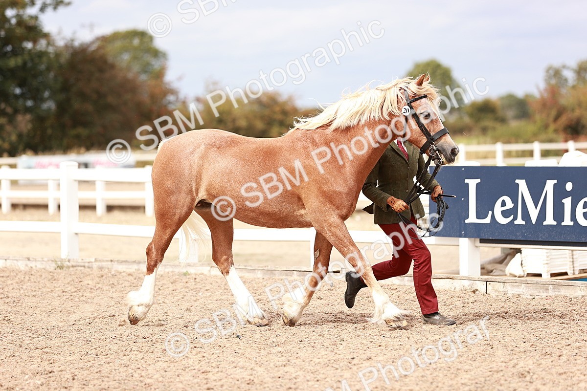 SBM_16316 - Class 413 - Best Condition - Adult