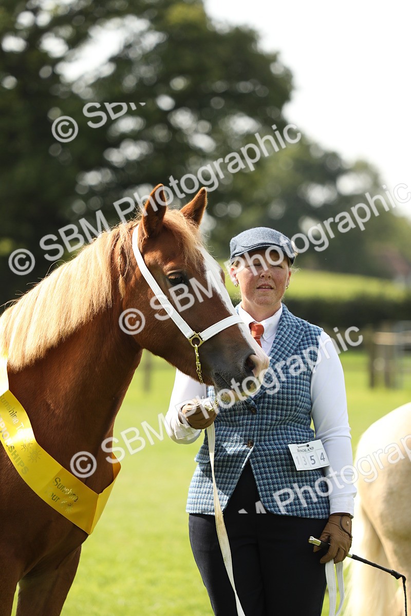 SBM_66317 - In Hand Pony & Youngstock Supreme Championship