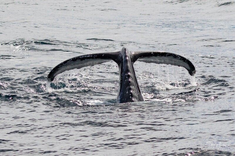 Fluke Dive 0A3A1240 - Humpback Whales