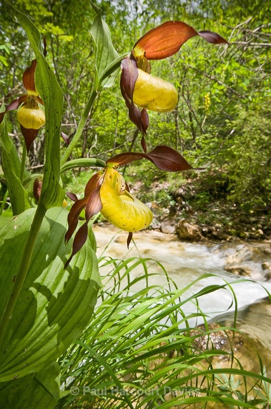  - Orchids - Various