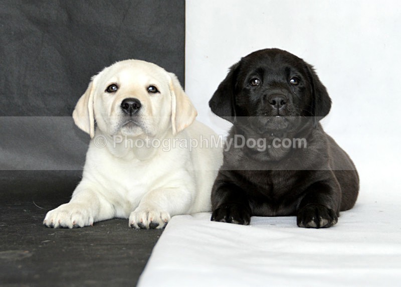  - Yellow and Black Labradors