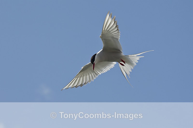 Arctic Tern - Birds