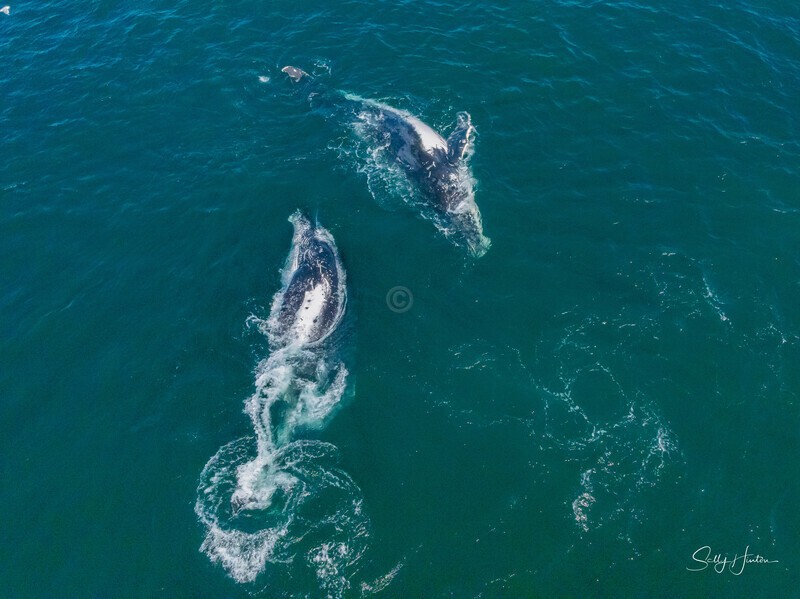 A Pair of Humpbacks Relaxing 3. DJI_0305 - 2025 Drone photos