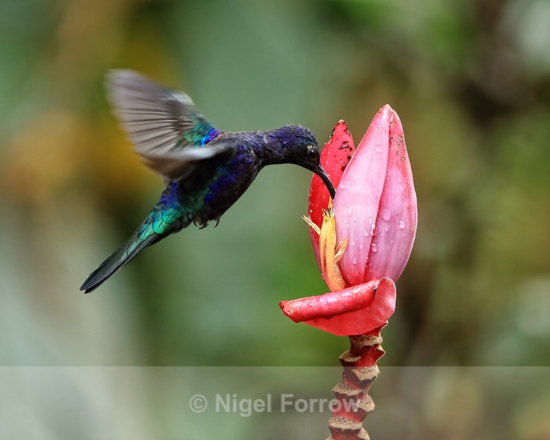 Violet Sabrewing (male) feeding from flower, Buena Vista, Costa Rica - Violet Sabrewing
