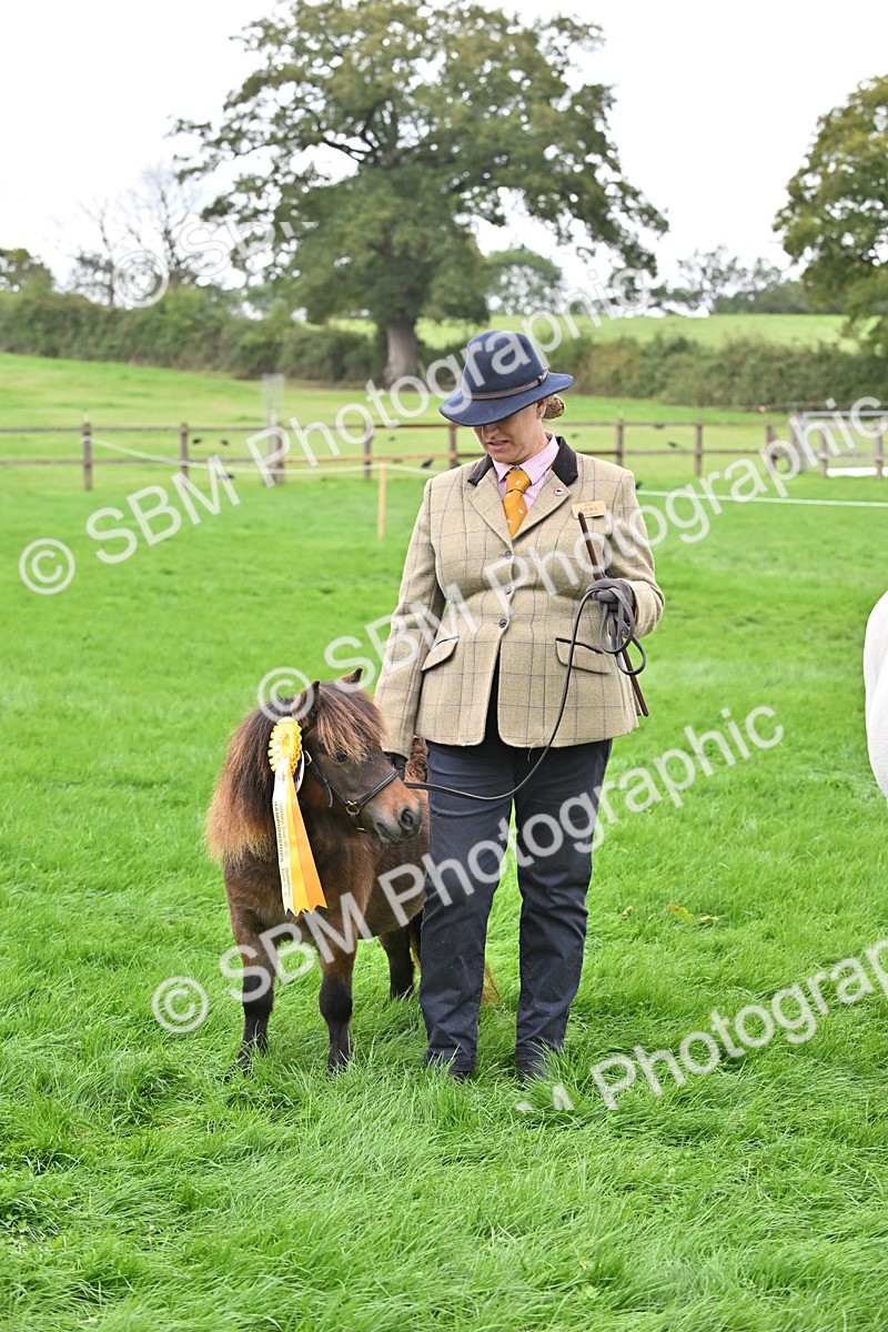 SBM_61096 - S48 - Mountain & Moorland In Hand Small Breeds
