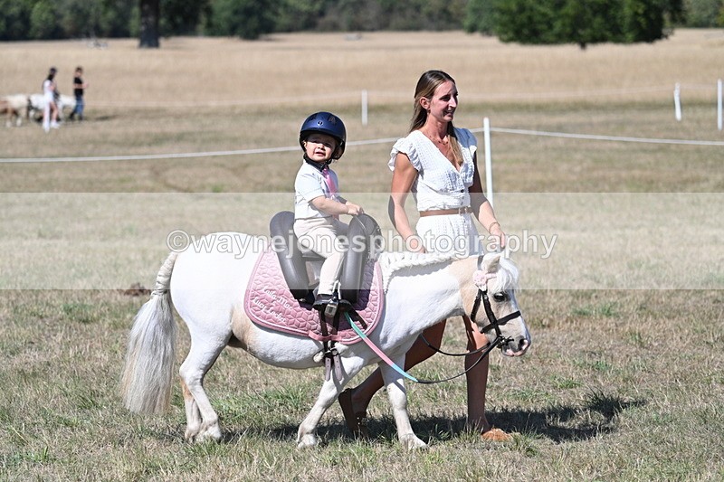 WJ7_1395 - Class 41 Prettiest Mare