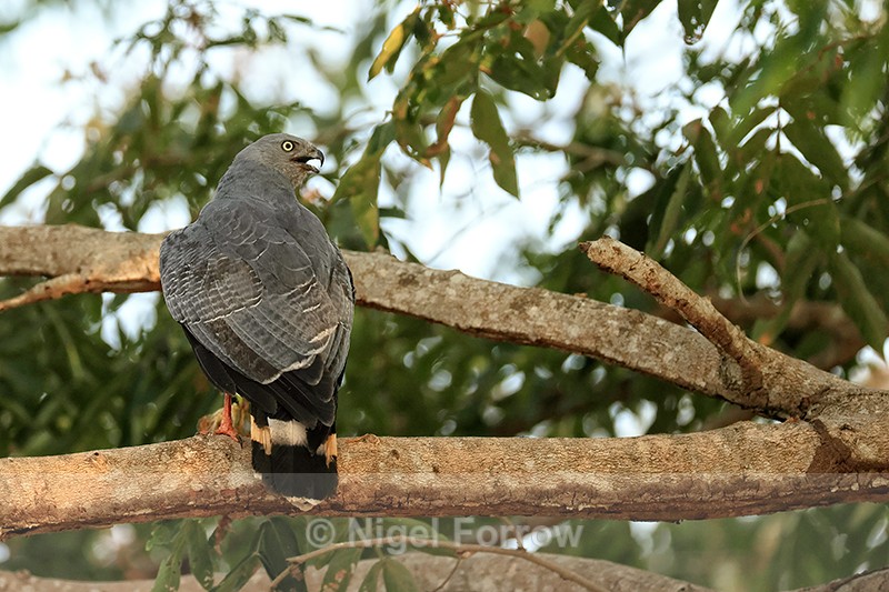 Crane Hawk perched, Corixa Três Irmãos, Mato Grosso, Brazil - Crane Hawk