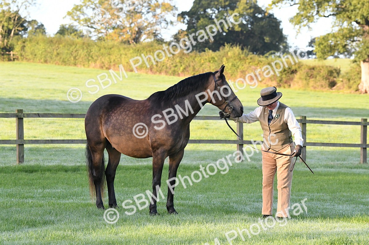 SBM_32516 - S15 - Condition & Turnout In Hand