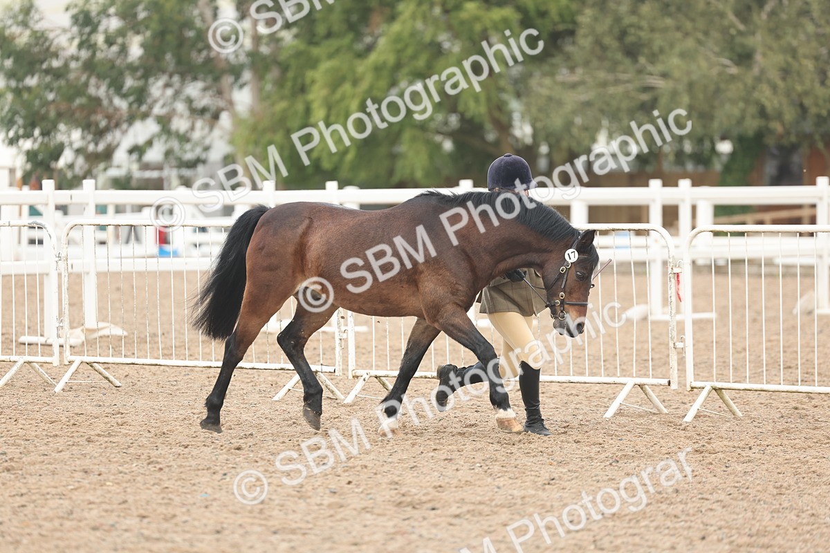 SBM_08500 - Class 29 - IH Veteran Pony
