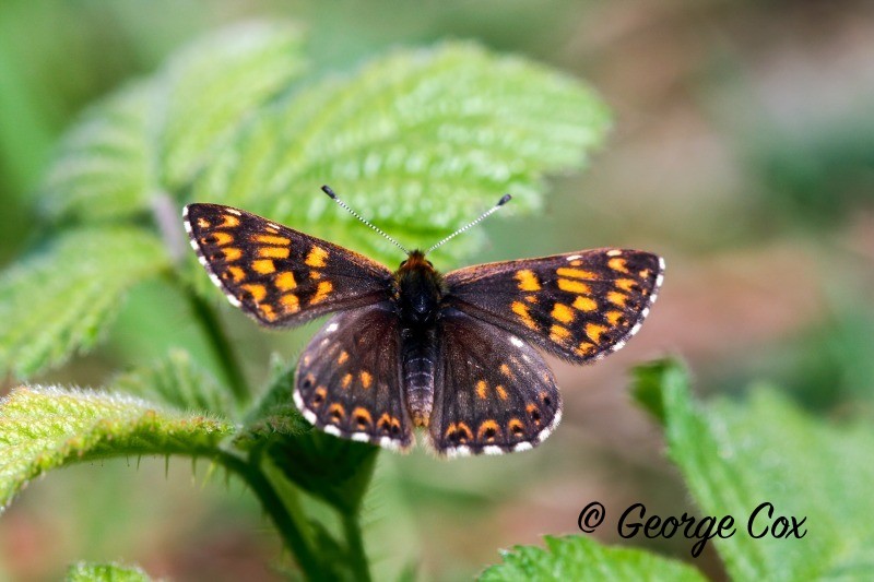 Duke of Burgundy